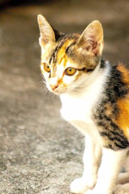 Bir yavru kedi yerde oturuyor ve gözlerinde tuhaf bir bakış var.
