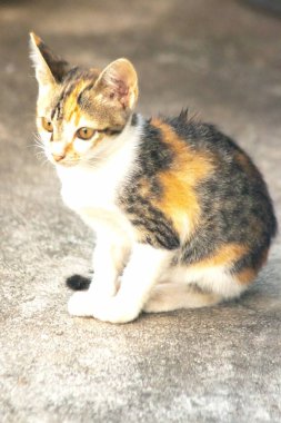 Bir yavru kedi yerde oturuyor ve gözlerinde tuhaf bir bakış var.