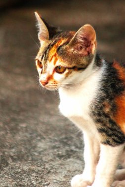 Bir yavru kedi yerde oturuyor ve gözlerinde tuhaf bir bakış var.