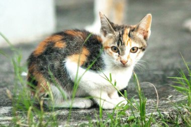 Bir yavru kedi yerde oturuyor ve gözlerinde tuhaf bir bakış var.