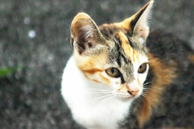 Bir yavru kedi yerde oturuyor ve gözlerinde tuhaf bir bakış var.