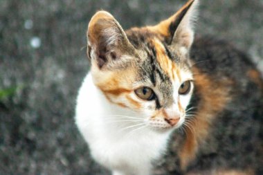 Bir yavru kedi yerde oturuyor ve gözlerinde tuhaf bir bakış var.