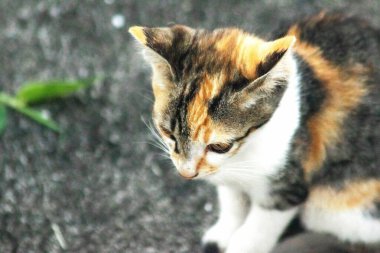 Bir yavru kedi yerde oturuyor ve gözlerinde tuhaf bir bakış var.
