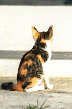 Bir yavru kedi yerde oturuyor ve gözlerinde tuhaf bir bakış var.