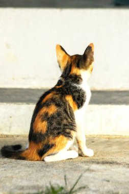 Bir yavru kedi yerde oturuyor ve gözlerinde tuhaf bir bakış var.