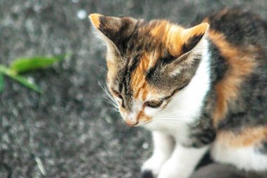 Bir yavru kedi yerde oturuyor ve gözlerinde tuhaf bir bakış var.