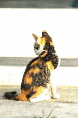 Bir yavru kedi yerde oturuyor ve gözlerinde tuhaf bir bakış var.