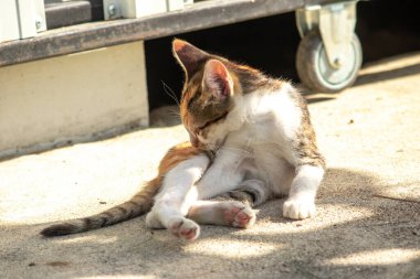 Calico kedileri kürklerini yalarlar; bu toprak, toz ve kokuları temizlemek için doğal bir davranıştır.
