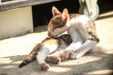 Calico kedileri kürklerini yalarlar; bu toprak, toz ve kokuları temizlemek için doğal bir davranıştır.
