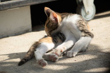Calico kedileri kürklerini yalarlar; bu toprak, toz ve kokuları temizlemek için doğal bir davranıştır.