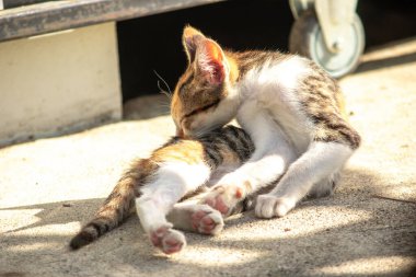 Calico kedileri kürklerini yalarlar; bu toprak, toz ve kokuları temizlemek için doğal bir davranıştır.