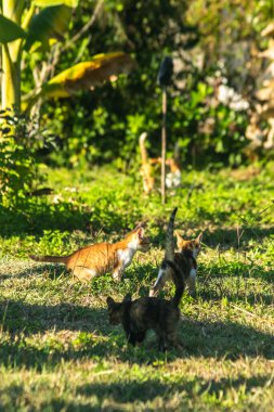 Bir yavru kedi çimenleri keşfediyor, çiçekleri kokluyor ve çimenlere dokunuyor.