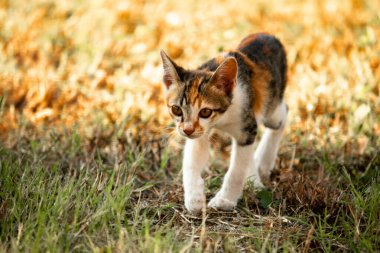 Bir yavru kedi çimenleri keşfediyor, çiçekleri kokluyor ve çimenlere dokunuyor.