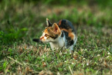Bir yavru kedi çimenleri keşfediyor, çiçekleri kokluyor ve çimenlere dokunuyor.