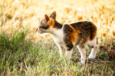 Bir yavru kedi çimenleri keşfediyor, çiçekleri kokluyor ve çimenlere dokunuyor.