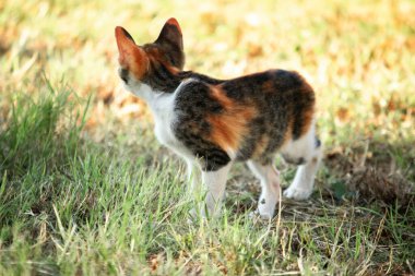 Bir yavru kedi çimenleri keşfediyor, çiçekleri kokluyor ve çimenlere dokunuyor.