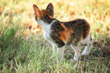 Bir yavru kedi çimenleri keşfediyor, çiçekleri kokluyor ve çimenlere dokunuyor.