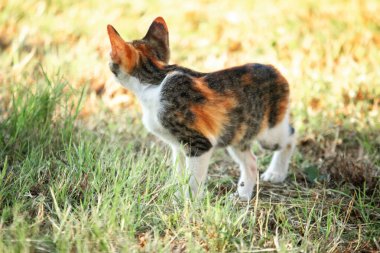 Bir yavru kedi çimenleri keşfediyor, çiçekleri kokluyor ve çimenlere dokunuyor.