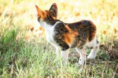Bir yavru kedi çimenleri keşfediyor, çiçekleri kokluyor ve çimenlere dokunuyor.