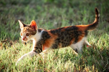 Bir yavru kedi çimenleri keşfediyor, çiçekleri kokluyor ve çimenlere dokunuyor.