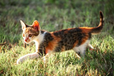 Bir yavru kedi çimenleri keşfediyor, çiçekleri kokluyor ve çimenlere dokunuyor.