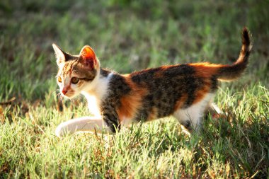 Bir yavru kedi çimenleri keşfediyor, çiçekleri kokluyor ve çimenlere dokunuyor.