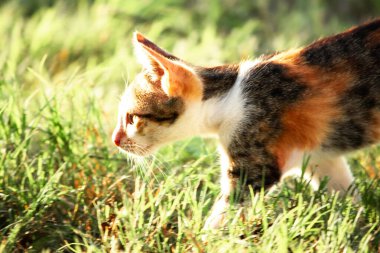 Bir yavru kedi çimenleri keşfediyor, çiçekleri kokluyor ve çimenlere dokunuyor.