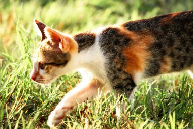 Bir yavru kedi çimenleri keşfediyor, çiçekleri kokluyor ve çimenlere dokunuyor.