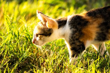 Bir yavru kedi çimenleri keşfediyor, çiçekleri kokluyor ve çimenlere dokunuyor.