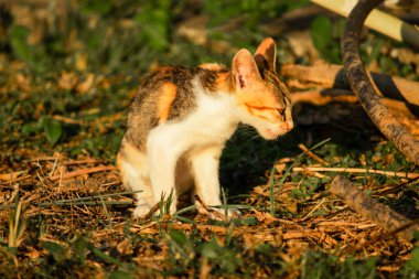 Bir yavru kedi çimenleri keşfediyor, çiçekleri kokluyor ve çimenlere dokunuyor.