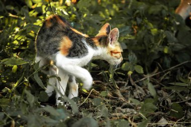 Bir yavru kedi çimenleri keşfediyor, çiçekleri kokluyor ve çimenlere dokunuyor.