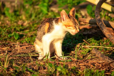 Bir yavru kedi çimenleri keşfediyor, çiçekleri kokluyor ve çimenlere dokunuyor.