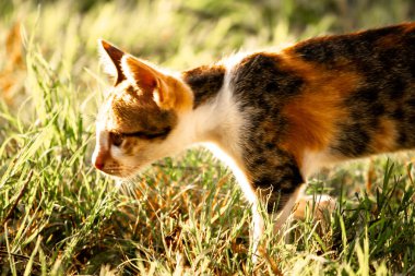 Bir yavru kedi çimenleri keşfediyor, çiçekleri kokluyor ve çimenlere dokunuyor.
