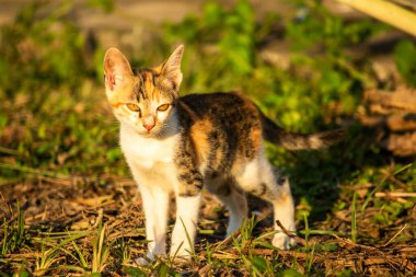 Bir yavru kedi çimenleri keşfediyor, çiçekleri kokluyor ve çimenlere dokunuyor.