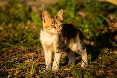Bir yavru kedi çimenleri keşfediyor, çiçekleri kokluyor ve çimenlere dokunuyor.