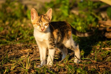 Bir yavru kedi çimenleri keşfediyor, çiçekleri kokluyor ve çimenlere dokunuyor.