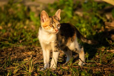 Bir yavru kedi çimenleri keşfediyor, çiçekleri kokluyor ve çimenlere dokunuyor.