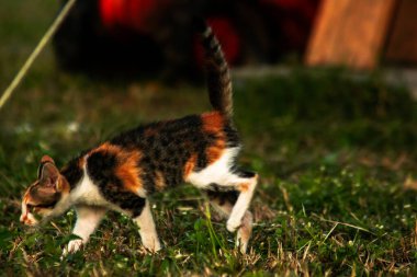 Bir yavru kedi çimenleri keşfediyor, çiçekleri kokluyor ve çimenlere dokunuyor.