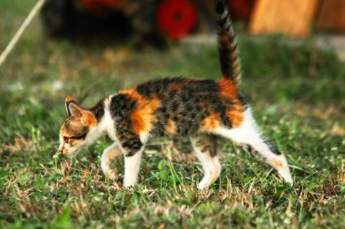 Bir yavru kedi çimenleri keşfediyor, çiçekleri kokluyor ve çimenlere dokunuyor.
