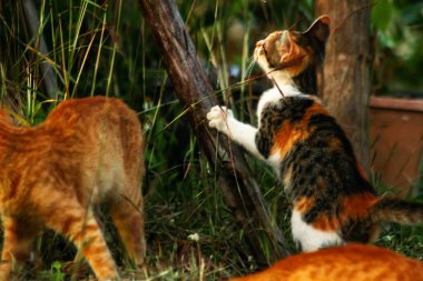 Bir yavru kedi çimenleri keşfediyor, çiçekleri kokluyor ve çimenlere dokunuyor.