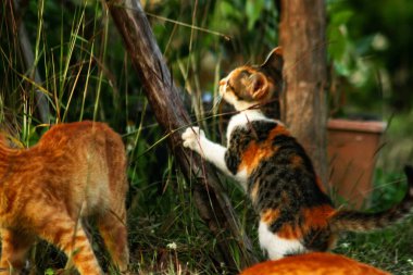 Bir yavru kedi çimenleri keşfediyor, çiçekleri kokluyor ve çimenlere dokunuyor.