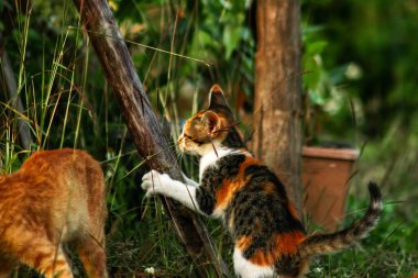 Bir yavru kedi çimenleri keşfediyor, çiçekleri kokluyor ve çimenlere dokunuyor.