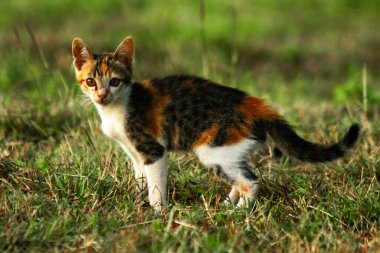 Bir yavru kedi çimenleri keşfediyor, çiçekleri kokluyor ve çimenlere dokunuyor.