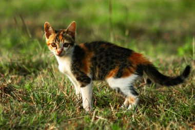 Bir yavru kedi çimenleri keşfediyor, çiçekleri kokluyor ve çimenlere dokunuyor.