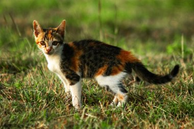 Bir yavru kedi çimenleri keşfediyor, çiçekleri kokluyor ve çimenlere dokunuyor.