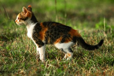 Bir yavru kedi çimenleri keşfediyor, çiçekleri kokluyor ve çimenlere dokunuyor.