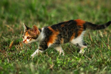 Bir yavru kedi çimenleri keşfediyor, çiçekleri kokluyor ve çimenlere dokunuyor.
