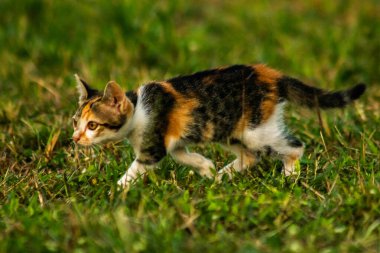 Bir yavru kedi çimenleri keşfediyor, çiçekleri kokluyor ve çimenlere dokunuyor.