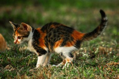 Bir yavru kedi çimenleri keşfediyor, çiçekleri kokluyor ve çimenlere dokunuyor.