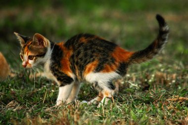 Bir yavru kedi çimenleri keşfediyor, çiçekleri kokluyor ve çimenlere dokunuyor.